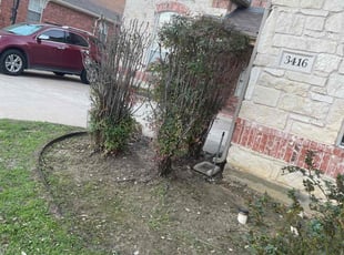 Bush Trimming by Gabriel Piedra for Porcia G. in Flower Mound, TX