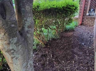 Leaf Removal by Chelsea Morris for Sabrina C. in Virginia Beach, VA