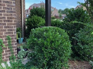 Bush Trimming by Jesse Salas for Angeline H. in Fort Worth, TX