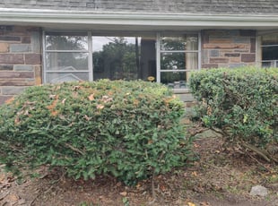 Bush Trimming by Sean Briddell for Theresa D. in Bala Cynwyd, PA