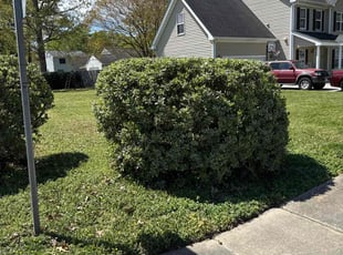 Bush Trimming by Steven Moreira for Jose R. in Virginia Beach, VA