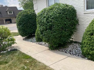 Bush Trimming by Luay Hamdan for Huxley J. in Orland Park, IL