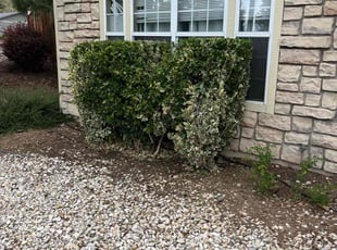 Bush Trimming by Luis Magana for Jamie S. in Reno, NV