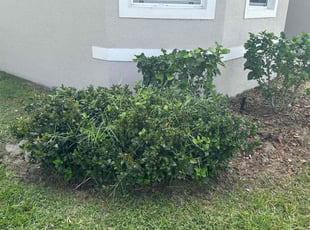 Bush Trimming by Steven Gatlin for Georgette S. in Wahneta, FL