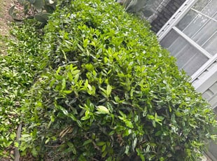 Bush Trimming by Alfredo Cisneros for Kara D. in Frisco, TX