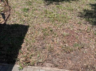 Leaf Removal by Thomas Niederhelman for Theresa T. in Port Richey, FL
