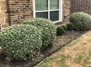 Weeding by Scott Oyster for Jacqueline G. in Grand Prairie, TX