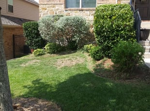 Bush Trimming by Benjamin Garza for Shannon B. in San Antonio, TX