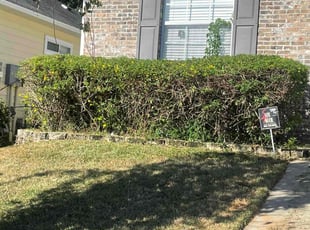 Bush Trimming by Herschell Bradley for Shane R. in Tallahassee, FL