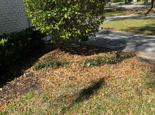 Bush Trimming by Ben Handy for Dennis B. in Orlando, FL