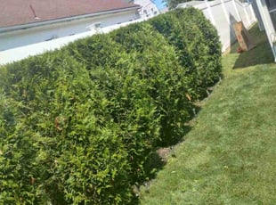 Brody D.'s Bush Trimming service result