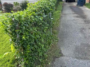 P.G. R.'s Bush Trimming service result