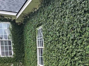 Catrice M.'s Bush Trimming service result
