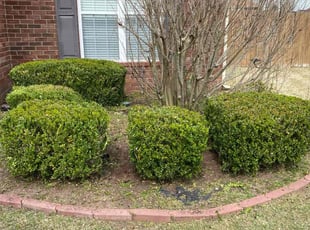 Bush Trimming by Vanessa Robinson for Larry K. in Grovetown, GA