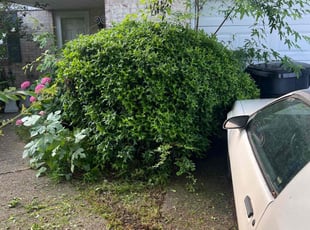 Bush Trimming by Debbie Carper for Jill J. in Virginia Beach, VA