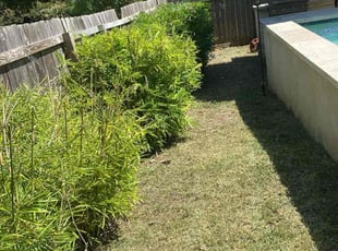 Bush Trimming by Keily Delgado Preciado for Annelise M. in Austin, TX