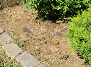 Weeding by Steve Spain for Michael T. in Richmond, VA