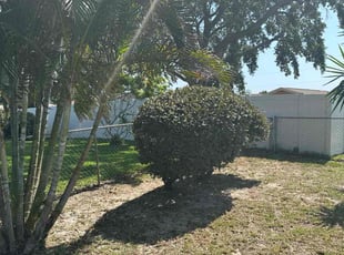 Bush Trimming by Tavon Wilson for Michelle H. in Palm Bay, FL