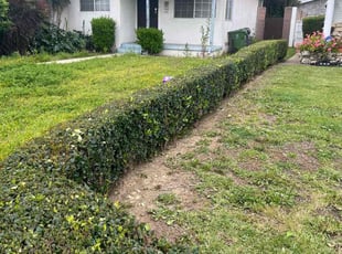 Bush Trimming by Fernando Gomez Rodriguez for Mika B. in Compton, CA