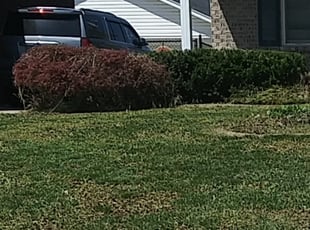 Bush Trimming by Chris Slone for Ron P. in Louisville, KY