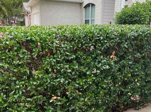 Bush Trimming by Noah Fiechtner for Melody G. in Leander, TX