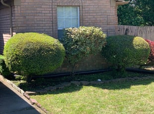 Bush Trimming by Daniel Castellanos for Lekesia J. in Memphis, TN