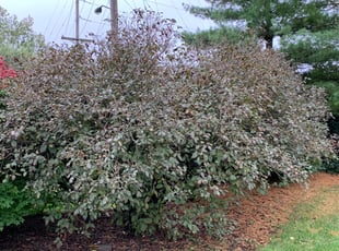 Bush Trimming by Jt Sallee for Luis V. in Lebanon, OH