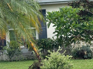 Bush Trimming by Edgar Camacho-Rebollar for Ilora B. in Port St. Lucie, FL