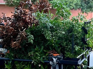Bush Trimming by Chris Hollis for Andrew P. in West Melbourne, FL