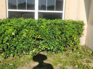 Bush Trimming by Luis Ferrer for Theodore L. in Cape Coral, FL
