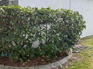 Bush Trimming by Meghan Prowell for Naomi C. in Land O' Lakes, FL