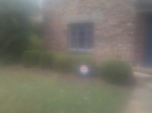 Bush Trimming by Bernard Frampton for Jared B. in Baltimore, MD