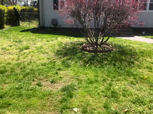 Leaf Removal by Chris Wimler for Rusty C. in New Britain, CT