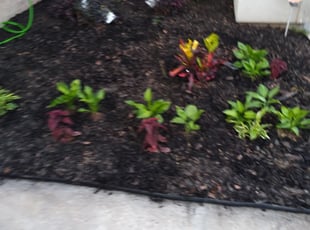 Landscaping by Leo Hollies for Milton W. in Zachary, LA