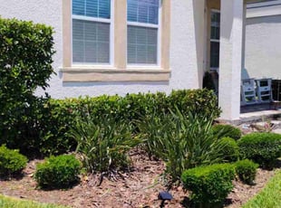 Bush Trimming by Michelle Baker for Aida H. in Odessa, FL