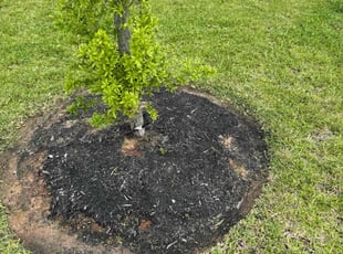 Weeding by Edwin Fernandez for Mary M. in Katy, TX