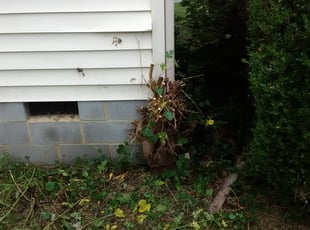 Bush Trimming by Arthur Haskins for Jazmin S. in Richmond, VA
