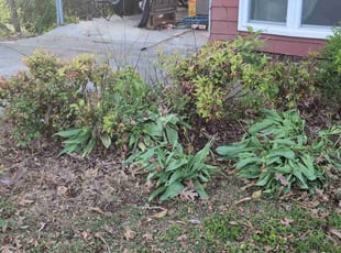 Weeding by Felicity Rock for Aric B. in Knoxville, TN