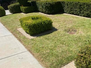 Andrew B.'s Lawn Mowing service result