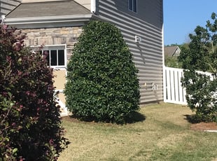 Bush Trimming by Joseph Calaway for MATTHEW R. in Charlotte, NC