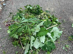 Weeding by Thomas Glutz for Delmar T. in Cincinnati, OH