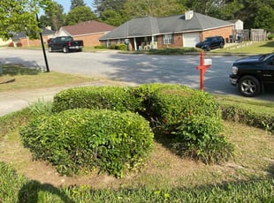 Bush Trimming by Richard Carpenter for Erica W. in Augusta, GA