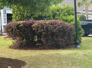 Bush Trimming by Ma Mier for Susan B. in Bluffton, SC