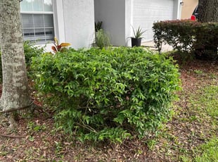 Erika R.'s Bush Trimming service result