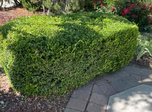 Bush Trimming by Scott Ellis for Carol C. in Boise, ID
