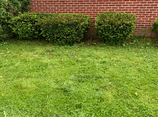 Bush Trimming by Dylan Butler for Matthew F. in Florence, KY