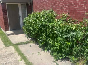 John R.'s Bush Trimming service result