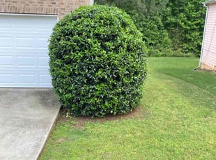 Bush Trimming by Devin Hayes for Michael H. in Fairburn, GA