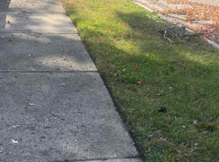 Leaf Removal by Andrew Snell for Adedamola A. in Southfield, MI