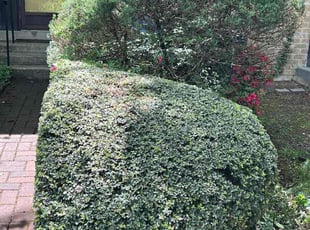 Bush Trimming by Edwin Villagran for Joan T. in Gaithersburg, MD